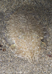 Cuttlefish. Lamorna cove. Cornwall. D200, 60mm. by Derek Haslam 